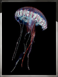 Картина Swarovski &quot;Синяя медуза&quot; sinyaya-meduza-gf