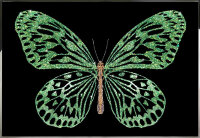 Картина Swarovski &quot;Зеленая бабочка&quot; zelenaya-babochka-gf