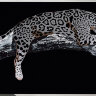 Картина Swarovski "Серебряный леопард" serebryanyy-leopard-gf - Картина Swarovski "Серебряный леопард" serebryanyy-leopard-gf
