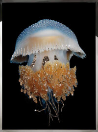 Картина Swarovski &quot;Медуза&quot; meduza-gf