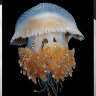 Картина Swarovski "Медуза" meduza-gf - Картина Swarovski "Медуза" meduza-gf
