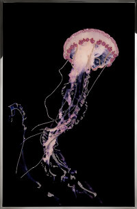 Картина Swarovski &quot;Розовая медуза&quot; rozovaya-meduza-gf