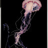 Картина Swarovski "Розовая медуза" rozovaya-meduza-gf - Картина Swarovski "Розовая медуза" rozovaya-meduza-gf