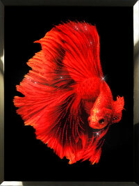 Картина Swarovski &quot;Красная рыба&quot; 2349-gf